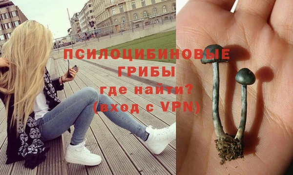 стаф Алзамай